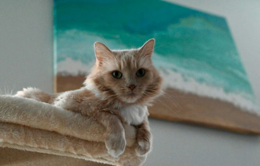 A fluffy orange cat rests on a perch.