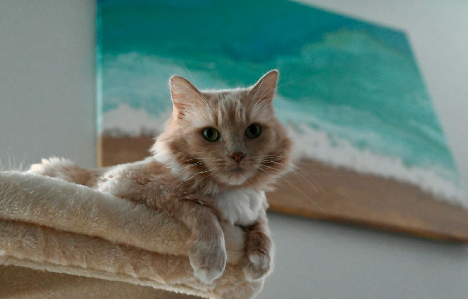 A fluffy orange cat rests on a perch.